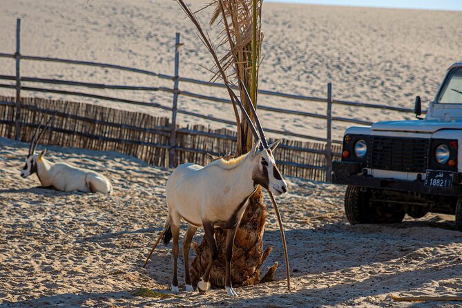 Al Majles Resort Day Pass - Where the dunes meet the Arabian Gulf