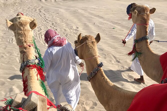Camel trekking on the Dunes with Sunset - Guides, driving, and the wider safari connection