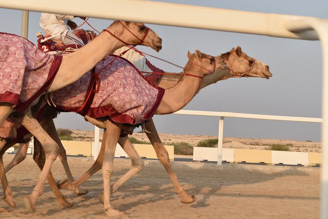 Combo West and North of Qatar Tour - Ash-Shahaniyah and Qatar’s camel tradition