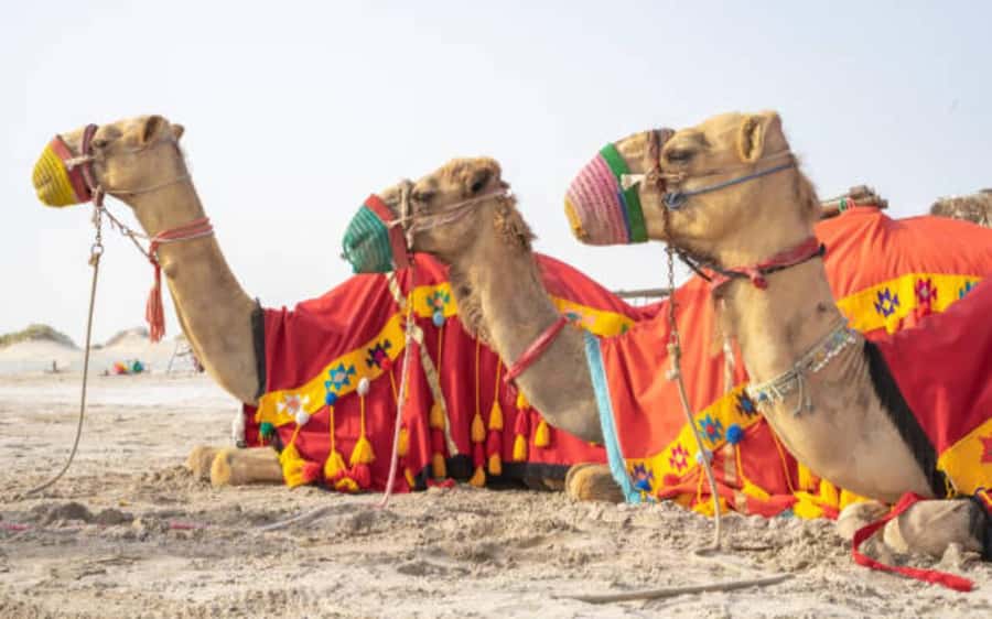 Desert Safari, Dunes Ride, Sand Boarding & Inland Sea Tour - The final hour: returning to Doha