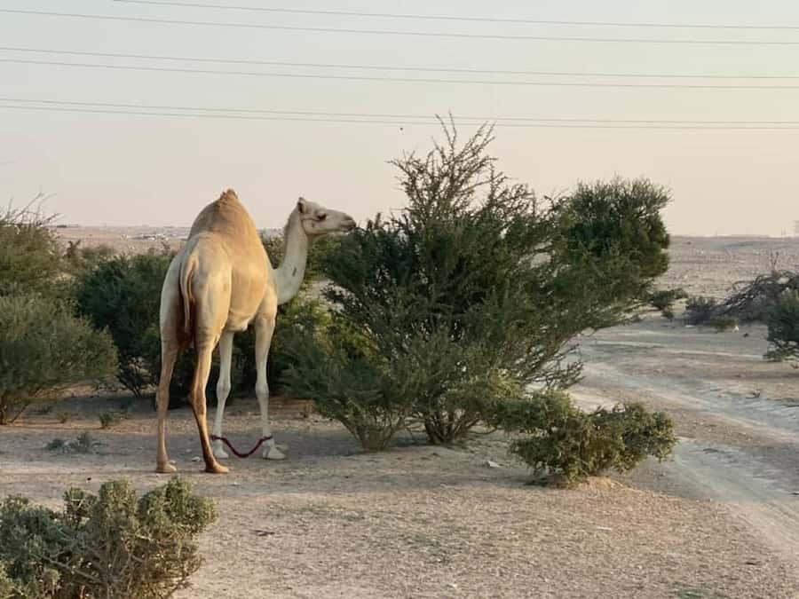 Doha Activities: Desert Safari, Dune Bashing & Inland Sea - Khor Al Adaid, where the dunes meet the sea