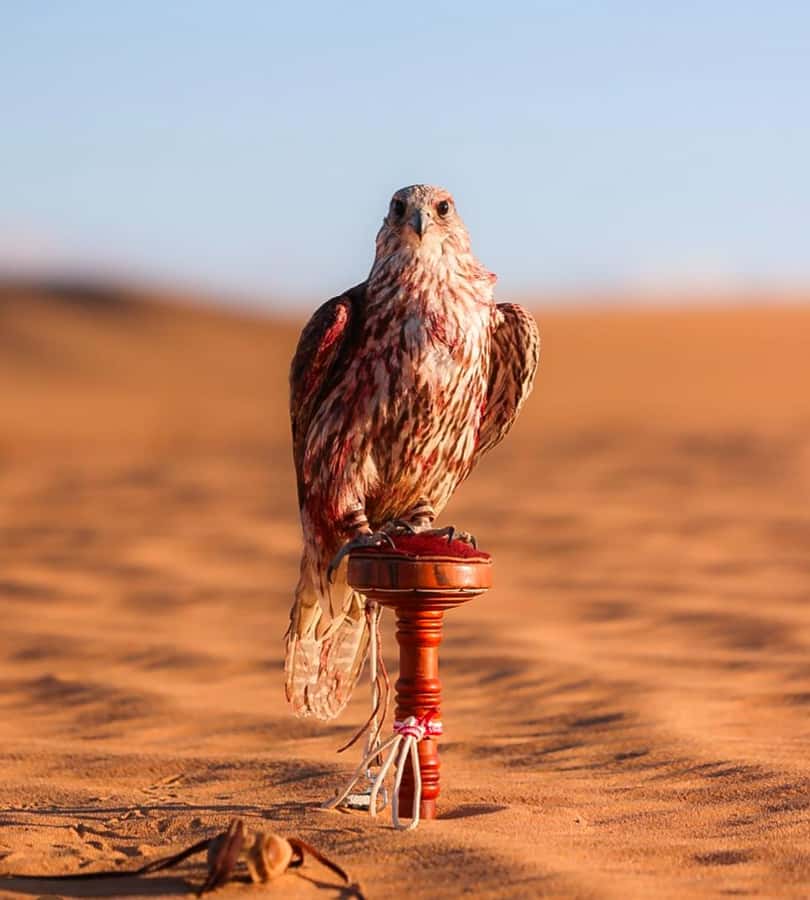 Doha : Arabian Horse Ride Experience With Pickup & Drop Off - Booking, cancellation, and practical details