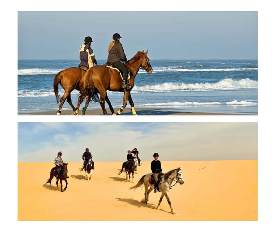 Doha: Arabian Horse Riding Experience –Sea or Desert Options - One Hour on the Desert Side