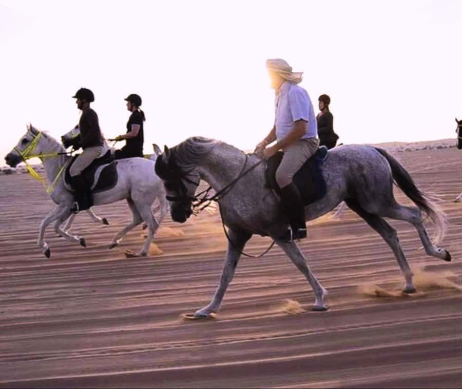 Doha: Arabian Horse Riding Experience –Sea or Desert Options - Who Should Book This Ride