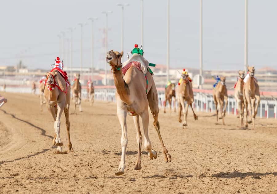 Doha Camel Race Track & Richard Serra Desert Sculpture Tour - From Doha to Al-Shahaniya in 40 minutes