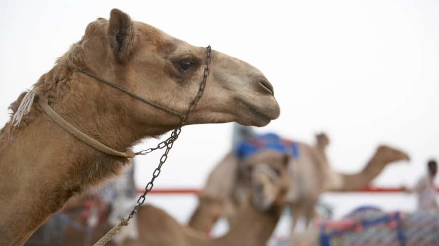 Doha Camel Race Track & Richard Serra Desert Sculpture Tour - Is $70 a fair price?