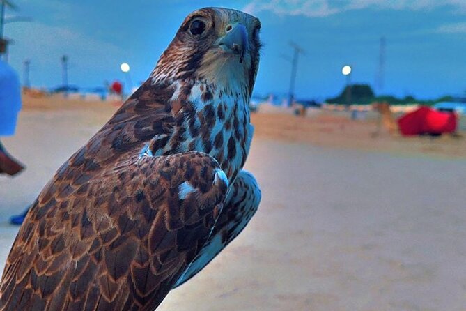 Doha Desert Safari Dune Bashing Camel Ride - Falcon photos, tea, and Qatari culture