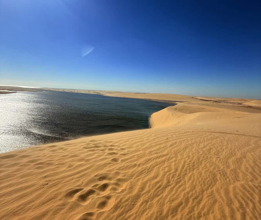 Doha: Desert Safari, Quad Bike, Camel Ride & Inland Sea - A camel stop with modest expectations