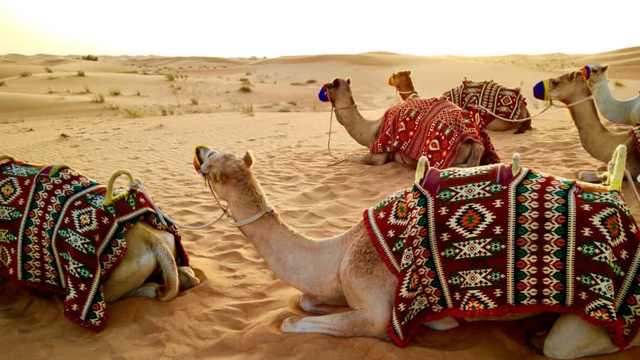 Doha: Dune Bashing Safari, Falcon, Camel, ATV, Sandboarding - Should you book the Doha desert safari?