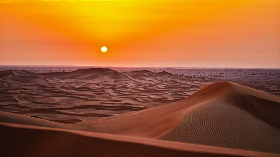 Doha: Dune Bashing Safari, Falcon, Camel, ATV, Sandboarding - Sealine’s camels, falcons, and Bedouin-style stop