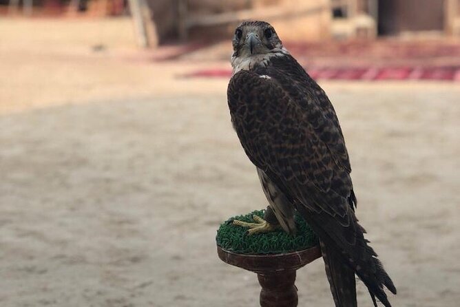 Doha Layover Desert Safari, Camel Ride, Sand Boarding, Inland Sea - Photographing Khor Al Udaid and the open desert