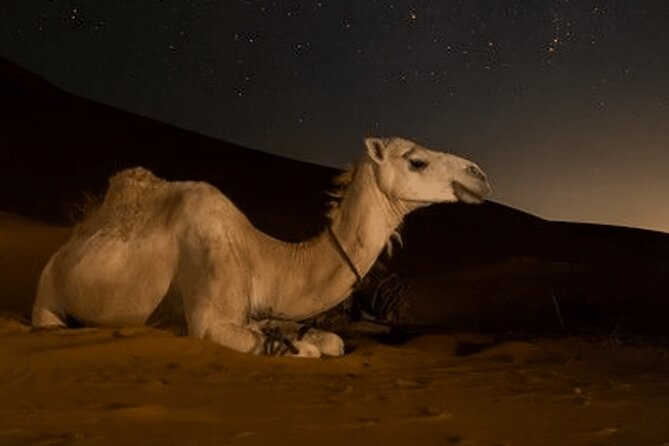 Doha Night Desert Safari Camel Ride Dune Bashing with Transfer - Starlight, photographs, and the quiet side of the desert