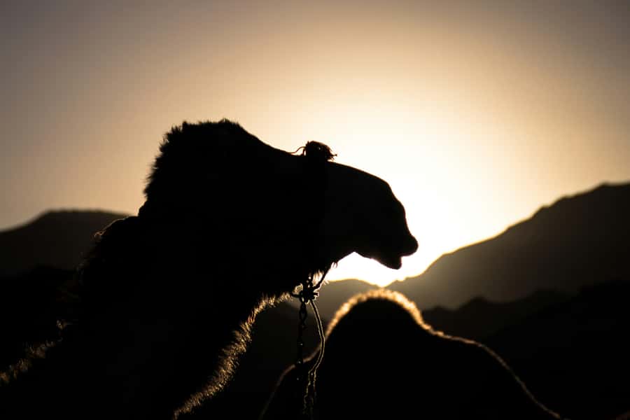 Doha: Night Desert Safari with Camel Ride and Sandboarding - Key points at a glance