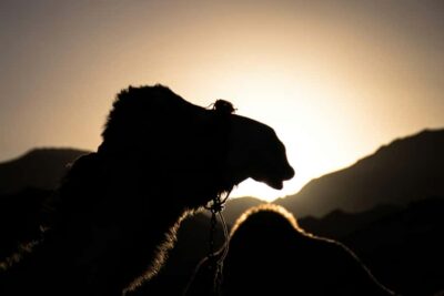 Night Desert Safari With Stargazing and Inland Sea