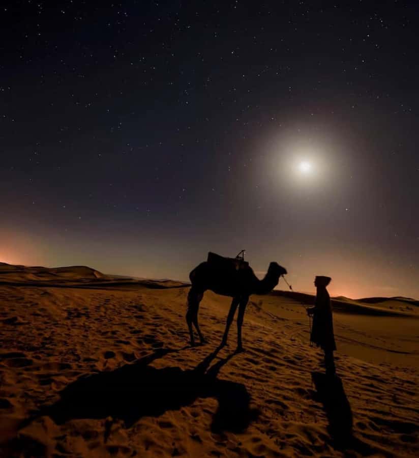 Doha: Night Safari with Dune Bashing and Camel Ride - Key points at a glance