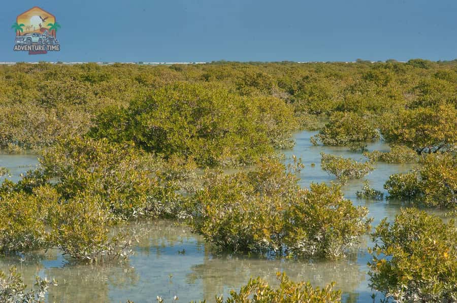 Doha North Qatar Tour Zubara Fort, Mangroves, Jumail Village - What the guides add