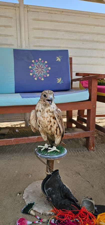 Doha:Private Desert Safari, Falcon, Sandboarding,inland sea - What to bring and how to prepare
