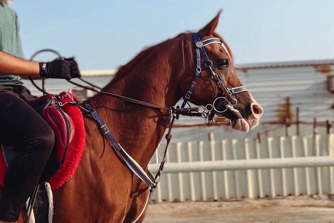 Doha-Private Half Day Safari with Horse Ride/Camel Ride/sandboard - The horse ride gives the day its special character