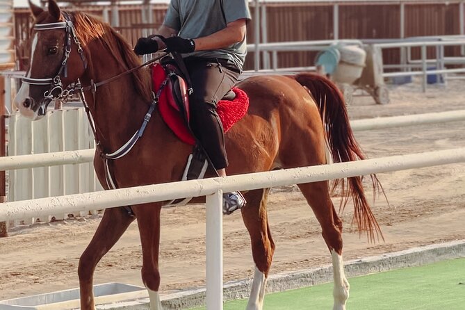Doha-Private Half Day Safari with Horse Ride/Camel Ride/sandboard - The camel ride is short but worth keeping