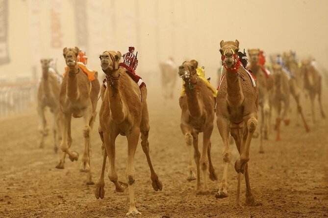 Doha, Qatar: Came Racing Track, Oryx & Sheikh Faisal Museum Tour. - Al Shahaniya Camel Racing Track and the chance to see training