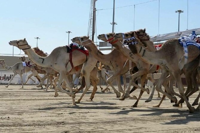 Doha Qatar Camel Race Track visit| West Coast Natural Attractions - What $120 per person really covers