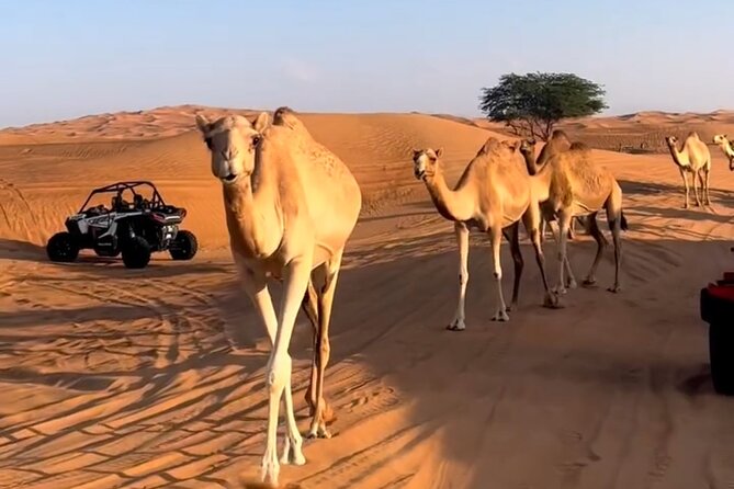 Doha, Qatar: Desert Safari, Inland sea and Camel Ride Adventure. - What dune bashing feels like in a private 4x4