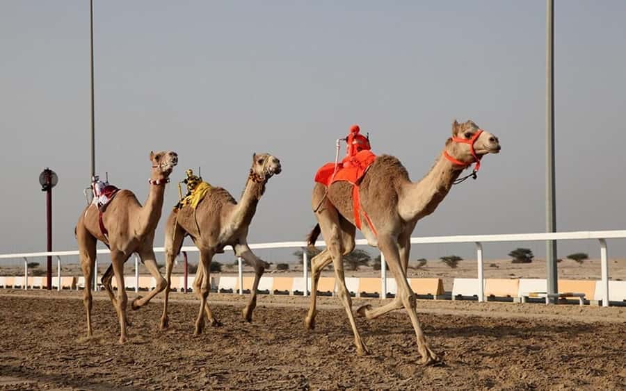 Doha: Richard Serra Sculpture,Mushroom Hill,Camel Race Track - Is $60 a fair price?