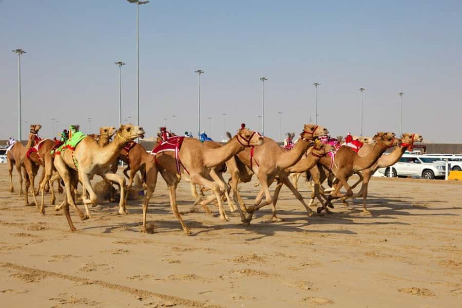 Doha: Richard Serra Sculpture,Mushroom Hill,Camel Race Track - The ride west from Doha