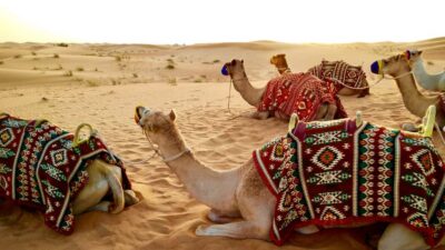 Safari Tour with Lunch/Dinner in Desert by the Sea Side