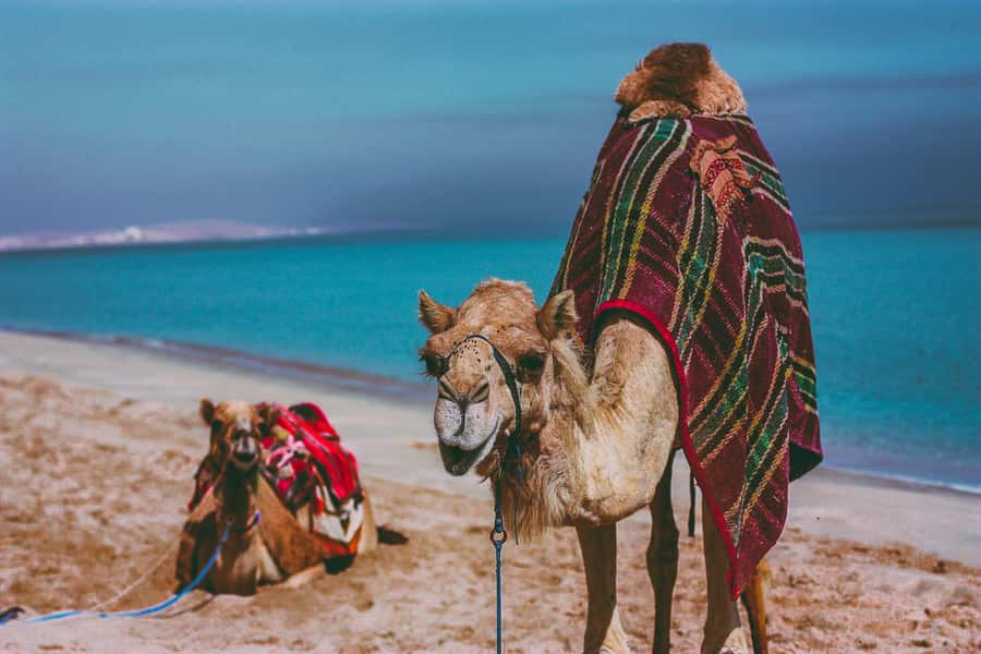 Doha:Safari Tour with Lunch/Dinner in Desert by the Sea Side - The Inland Sea near Saudi Arabia