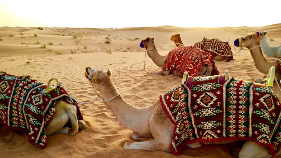 Doha:Safari Tour with Lunch/Dinner in Desert by the Sea Side - Khor Al Udaid Beach and the first sea views