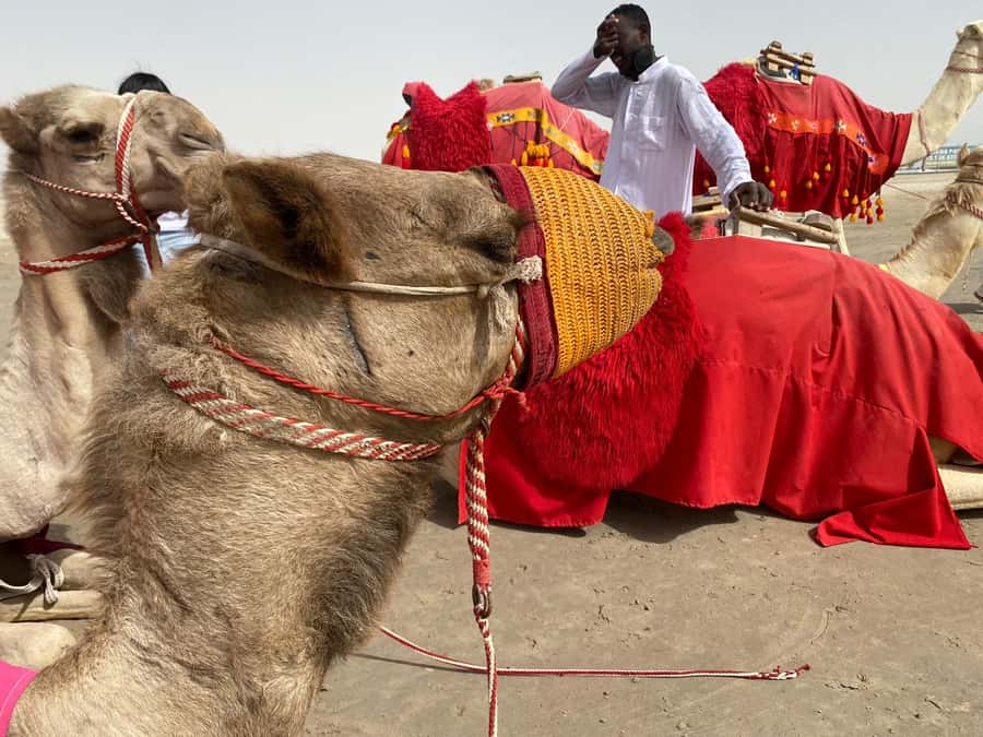 Doha: Sunset desert tour with Camel Ride, Inland Sea & Tea - Swimming beside Qatar’s Inland Sea