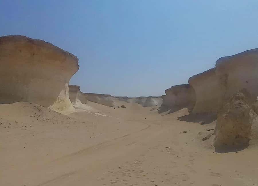 Doha: West Coast Qatar Tour, Sculptures, Camel Racing track - Should you book it?