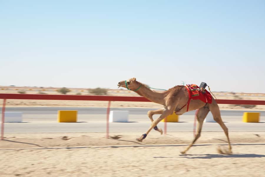 Doha : West Of Qatar Tour With Pickup & Drop-Off - Why western Qatar is worth your time
