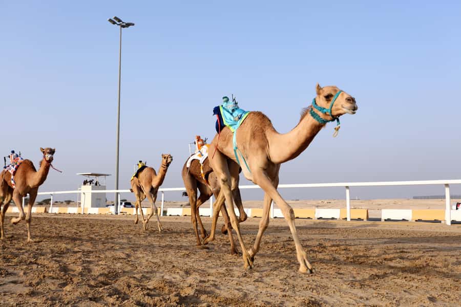 Doha : West Of Qatar Tour With Pickup & Drop-Off - What the transport and guide service add
