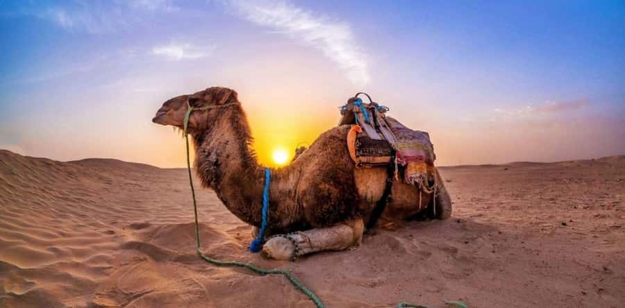 Dune Bashing &Beyond The Ultimate Desert Safari From Doha - Why the $18 price is good value