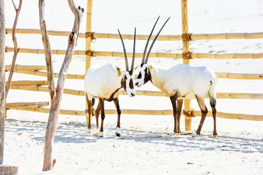From Doha: 8-hour Safari Tour with Desert Beach Experience - Who should book this desert and beach combination