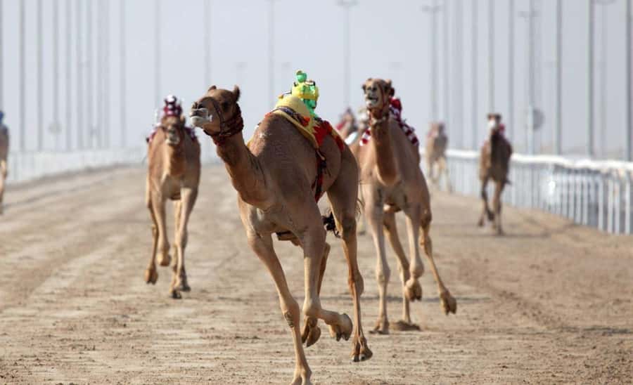 From Doha: Private West Coast and Camel Race Track Tour - Why Qatar’s West Coast Is Worth Four Hours