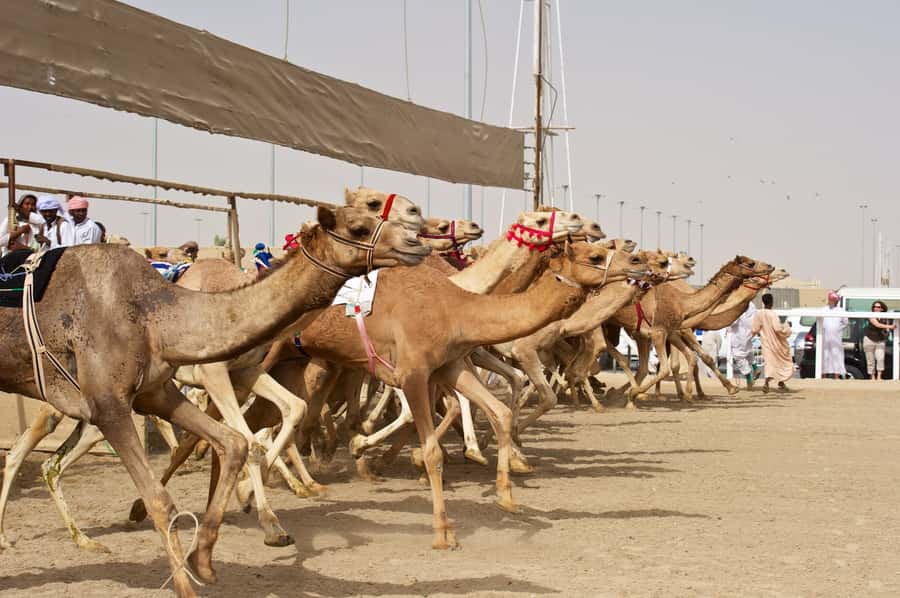 From Doha: Private West Coast and Camel Race Track Tour - Sheikh Faisal Museum Starts the Cultural Story