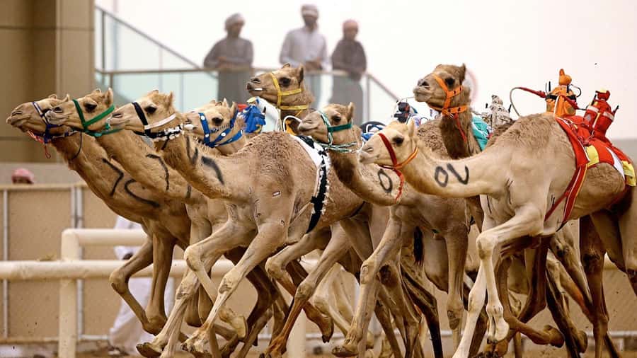 From Doha: Private West Coast and Camel Race Track Tour - Zekreet’s Mushroom Rock Makes a Natural Photo Stop