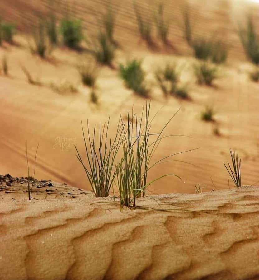 From Doha: Sunrise or Sunset Safari with Sand Boarding - The high dune photo stop