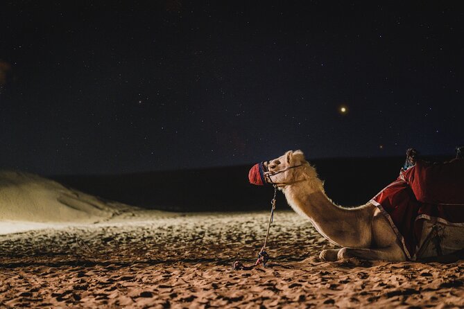 Full Day Qatar North and Desert Safari with pickup - Sealine Beach, camels, falcons, and the start of the desert