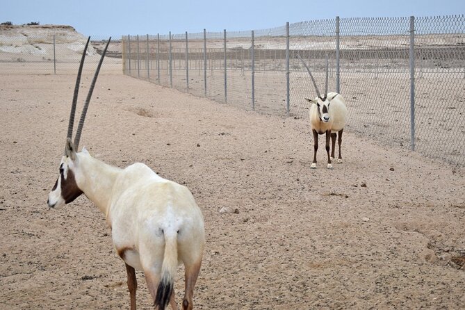 Full-Day Tour Qatar North And West - Al Jumail and the old village atmosphere