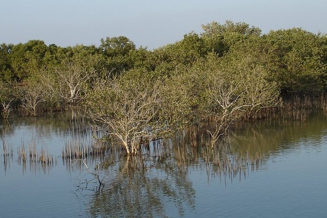 Half-Day North Qatar Tour - Who Will Enjoy This North Qatar Excursion?