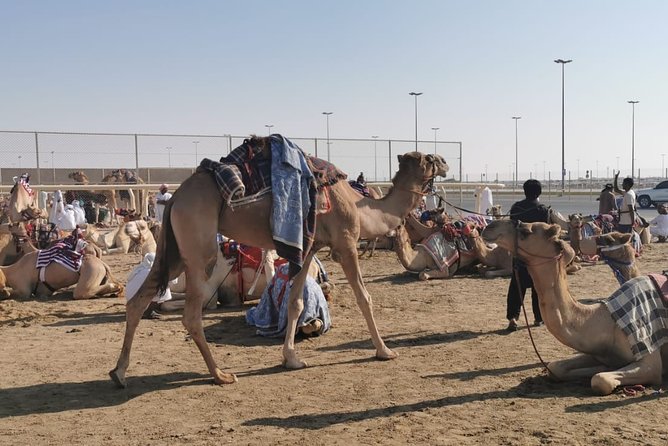 Half-Day Private Guided Camel Race Tour in Qatar - Key points to know before booking