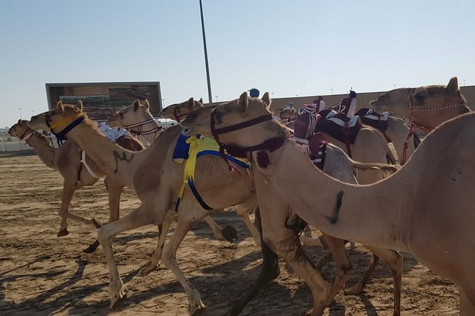 Half-Day Private Guided Camel Race Tour in Qatar - Why Al Shahaniya is one of Doha’s better cultural outings
