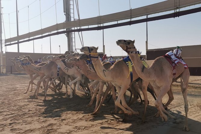 Half-Day Private Guided Camel Race Tour in Qatar - Arriving at Al Shahaniya Racetrack
