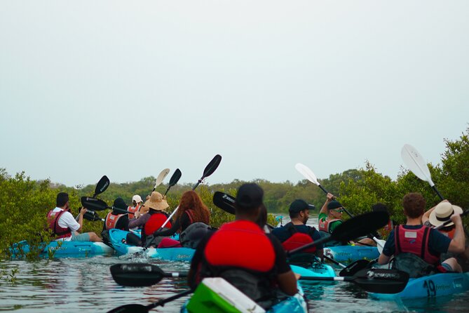 Kayak Through the Mangroves to the Purple Island - Paddling the Al Thakhira mangroves