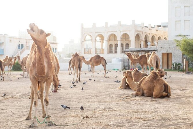 Private Doha Guided City Tour To All Main Attractions - The Pearl Qatar, from souq lanes to yacht marinas