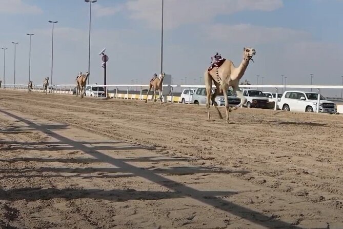 Private Full Day Guided Tour in Qatar North and West - Zekreet Fort and the western desert